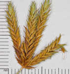 Sharpscale flatsedge